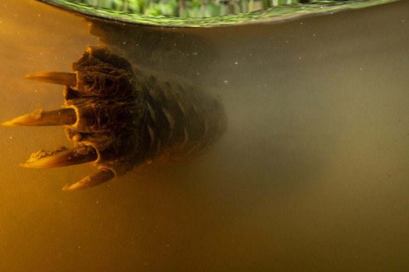 Underwater image of an alligator snapping turtle in the Coosa River, Alabama.