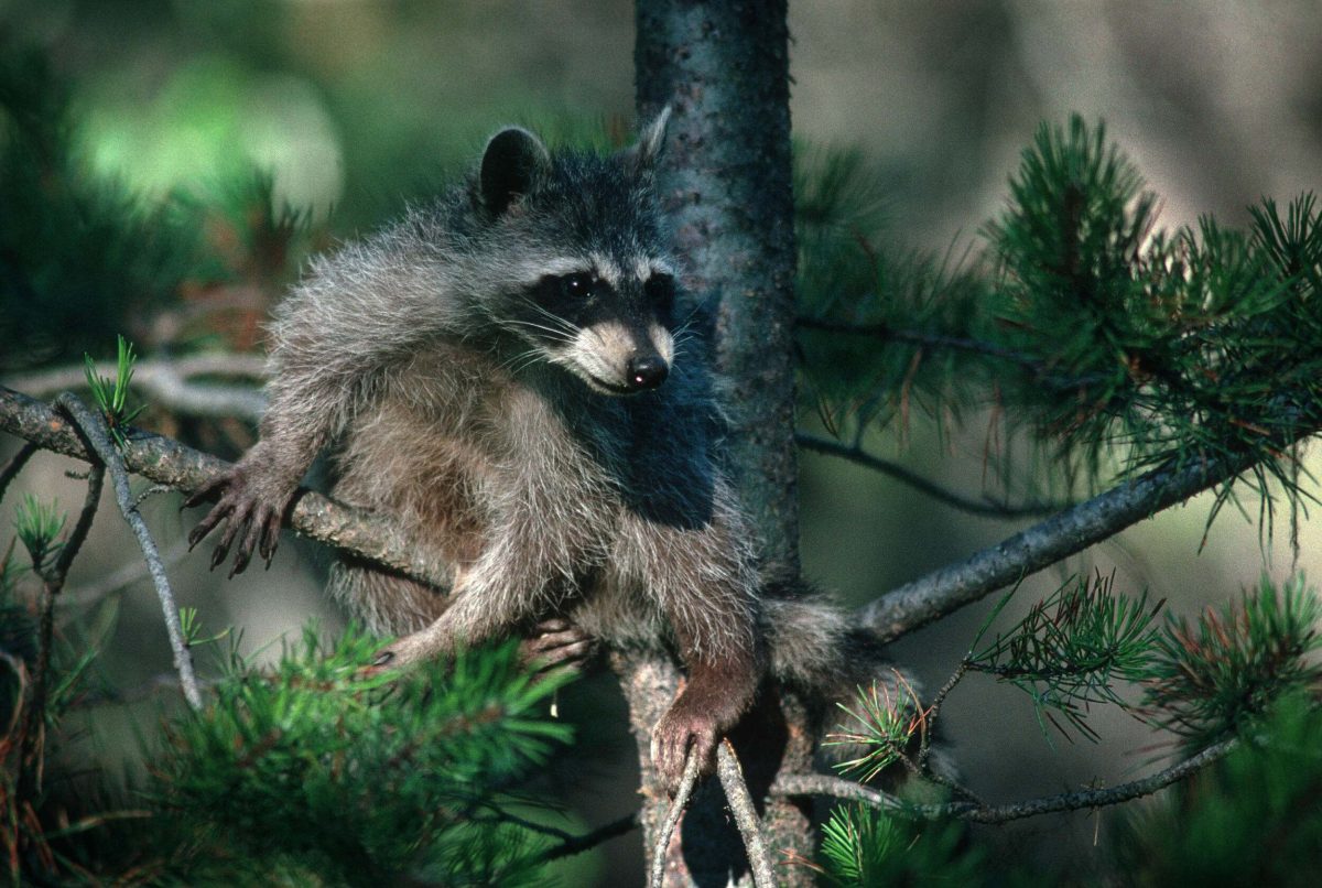raccoon sitting in a tree.