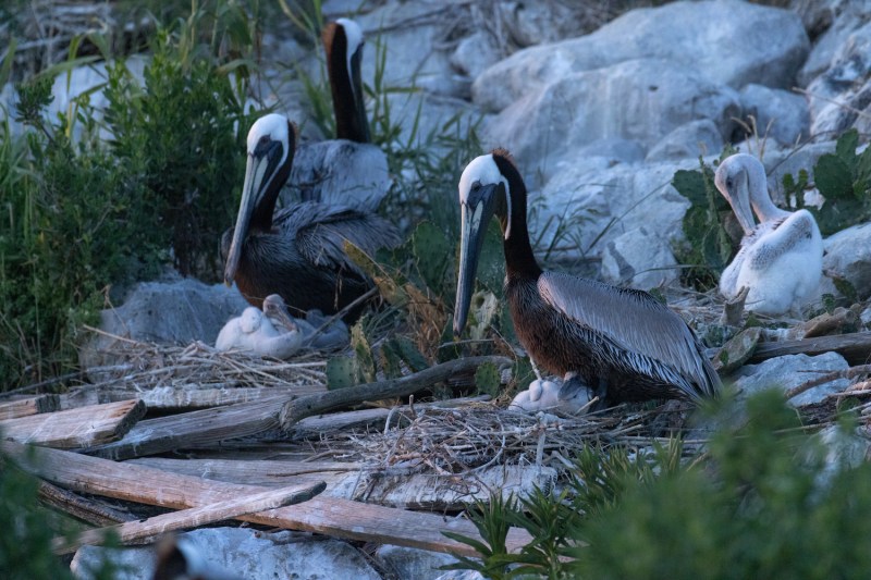 Brown pelicans (Pelecanus occidentalis) nesting on Gaillard Island, Mobile Bay, Alabama. 