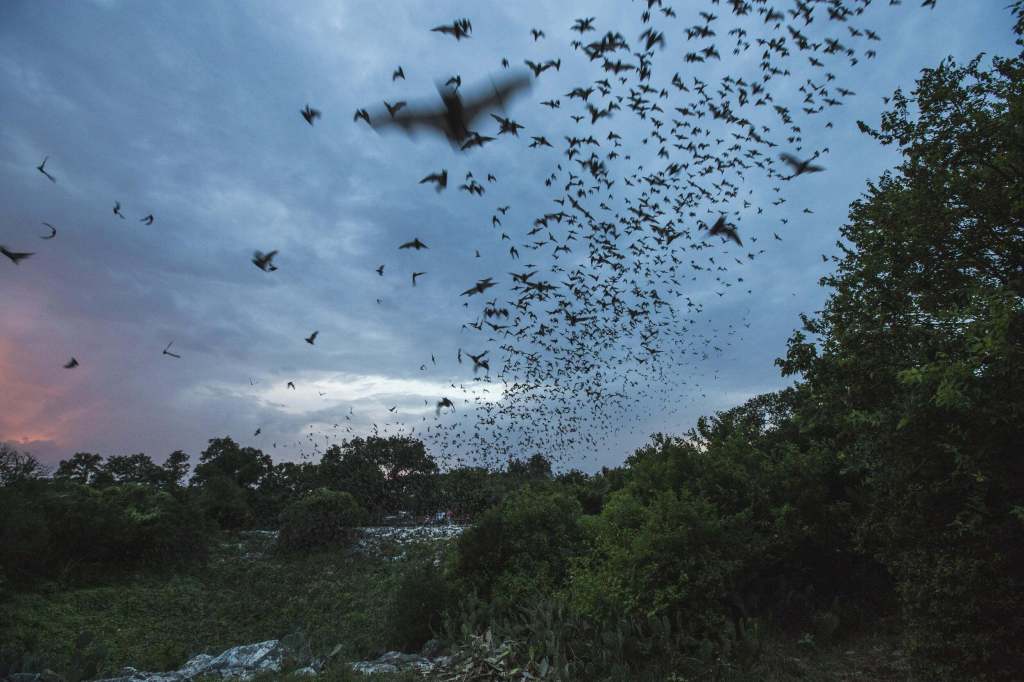 evening image of thousands of bats taking off into a gray cloudy sky