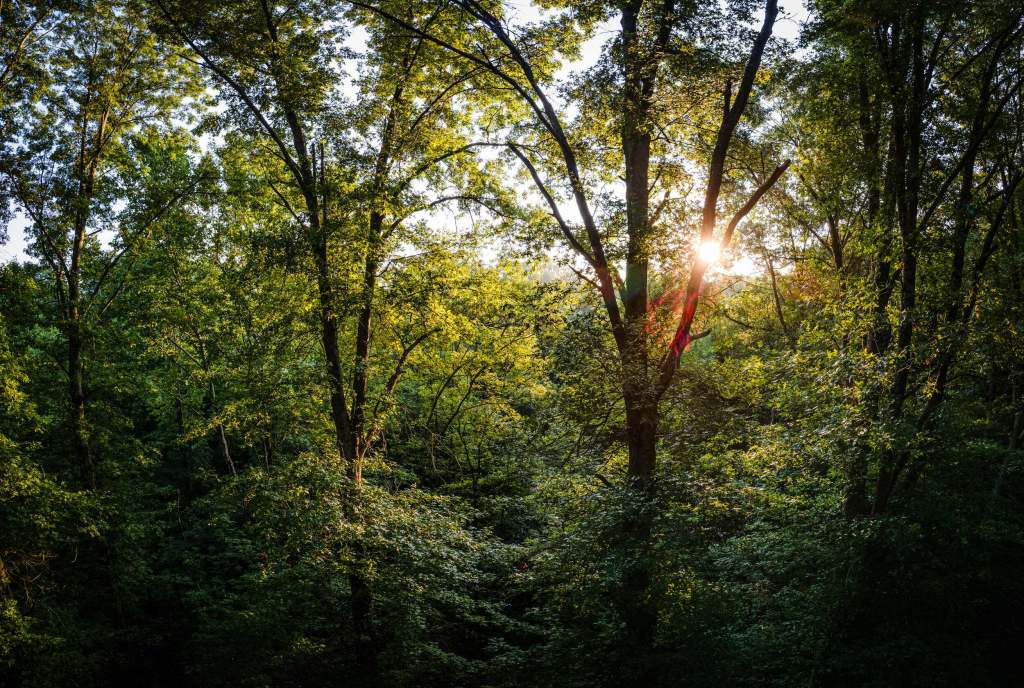 leafy green forest with sun shining through the branches