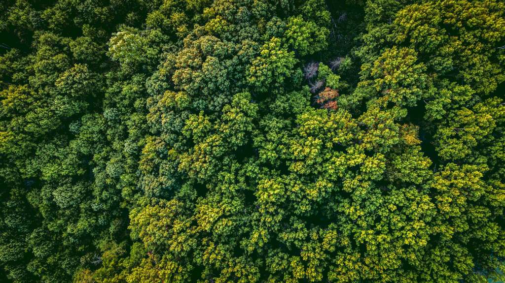 Aerial view showing fully leafed out green and yellow tree tops