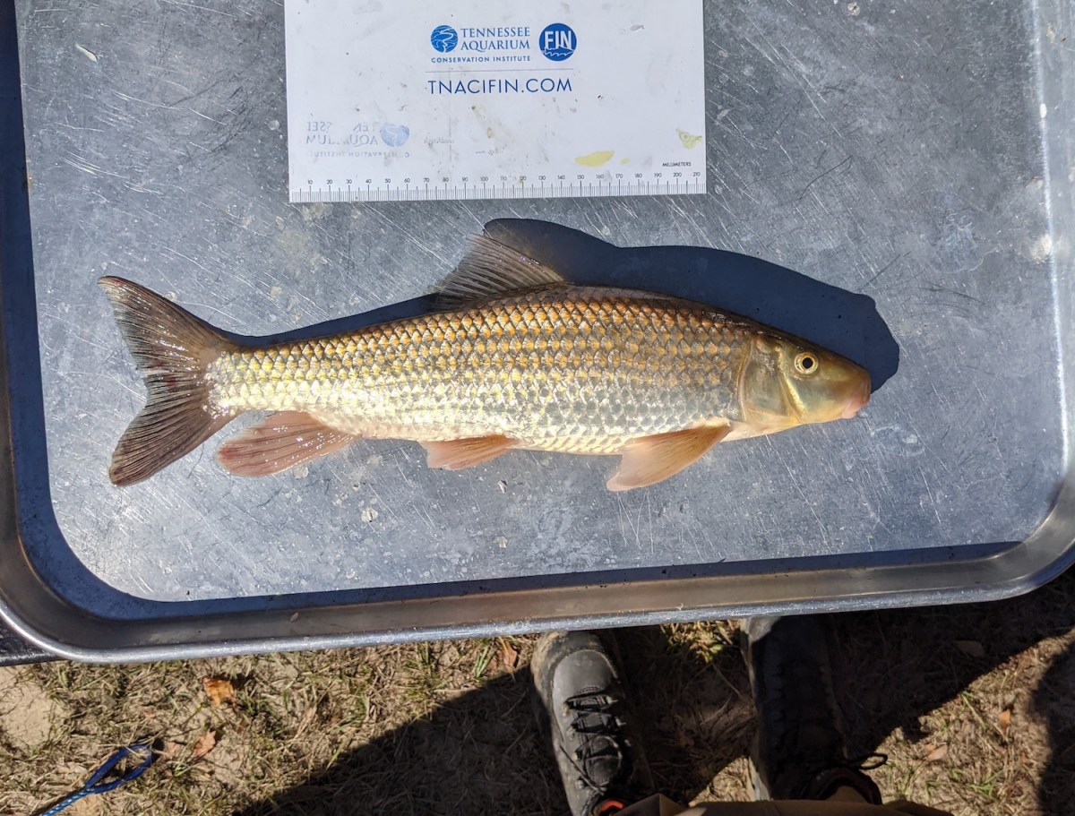 A close up view of a fish on a metal tray with a measuring tape over the fish.