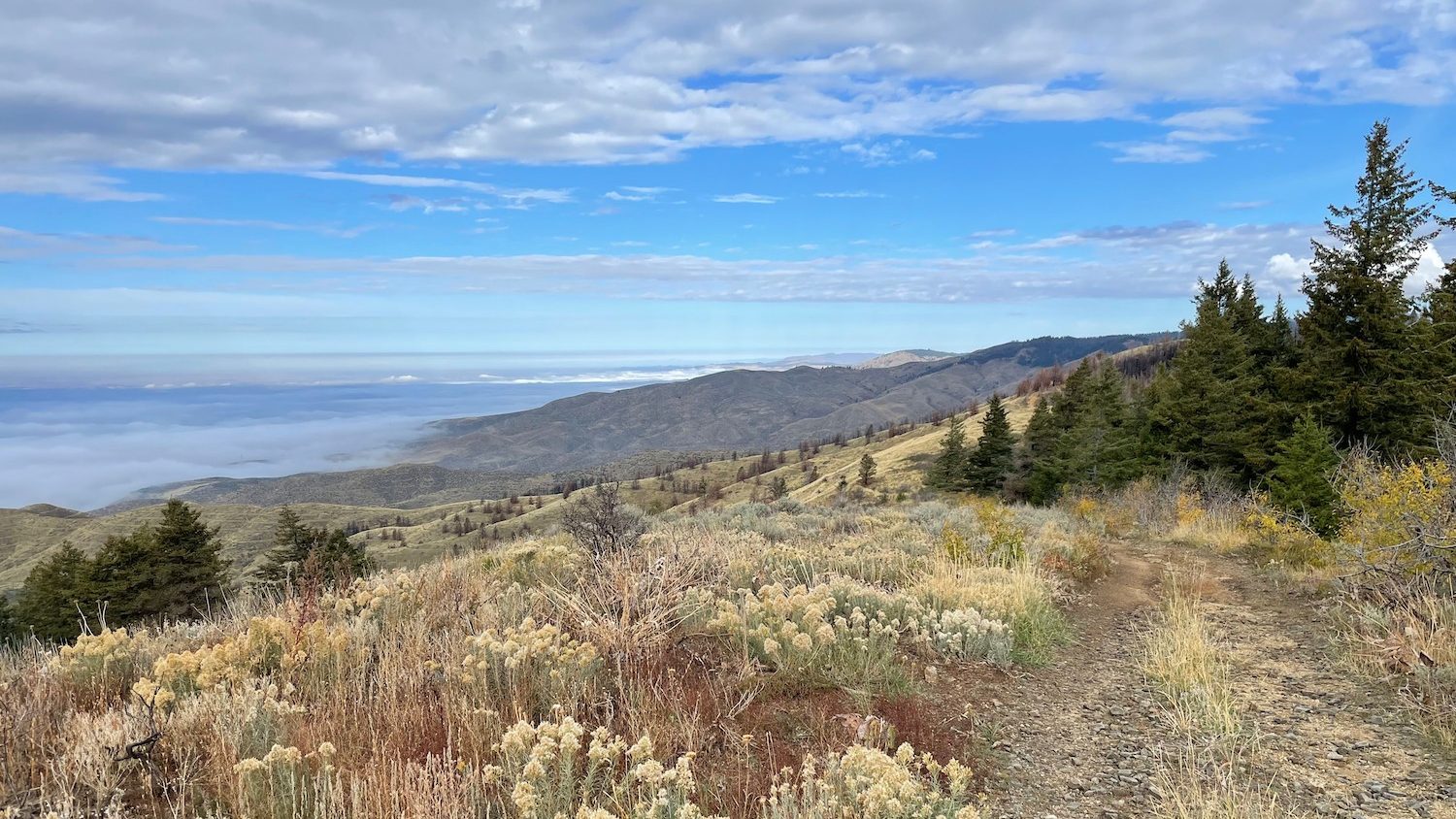 Ponderosa pines growing on foothills interesperased with open areas.