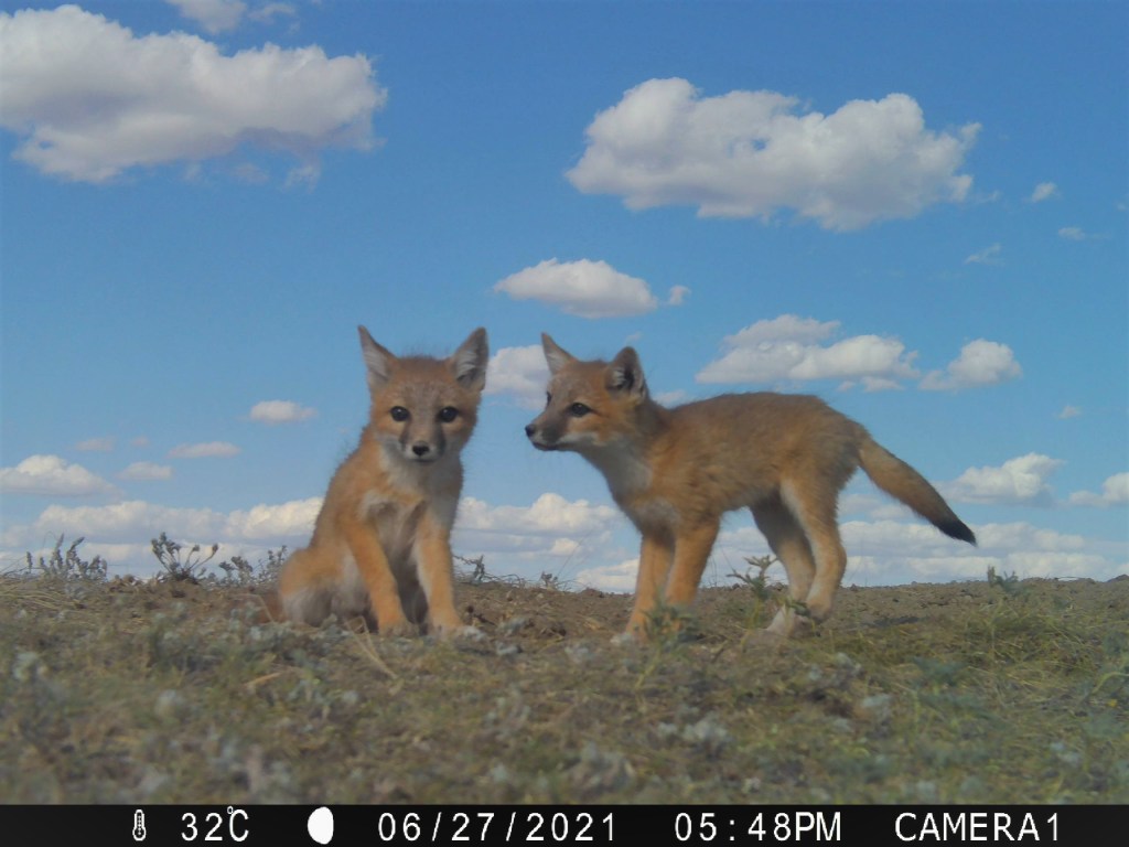 Two small orange-ish and white fox pups (pointy ears, pointy noses and big black eyes) beneath a bright blue sky with white clouds.