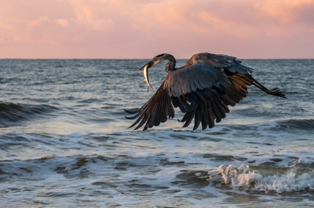 A great blue heron flies across a pink sky with a fish in it's beak.