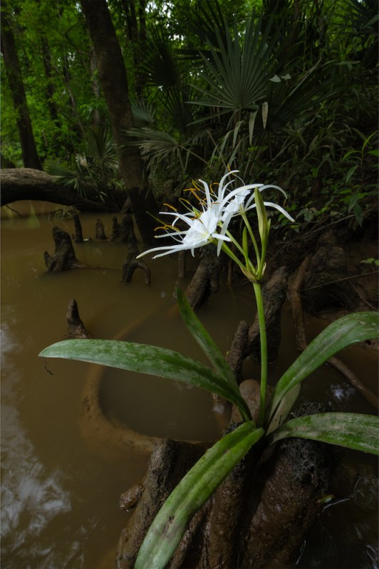 An orchid grows underneath a cypress tree. 