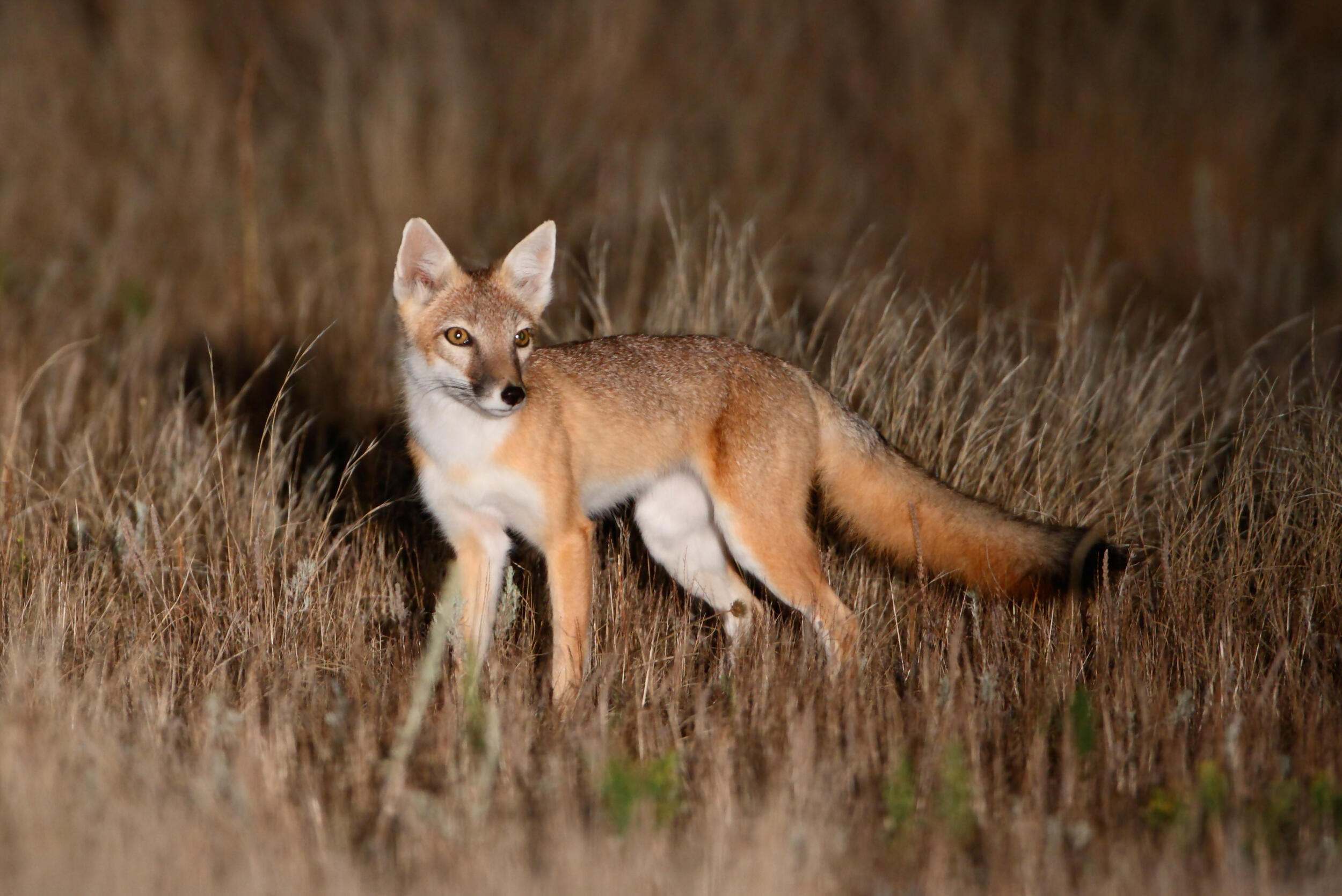 Swift fox--small canine species--with orange/brown cut, large pointed ears, pointed nose and golden eyes in the golden grasses of a Kansas prairie.