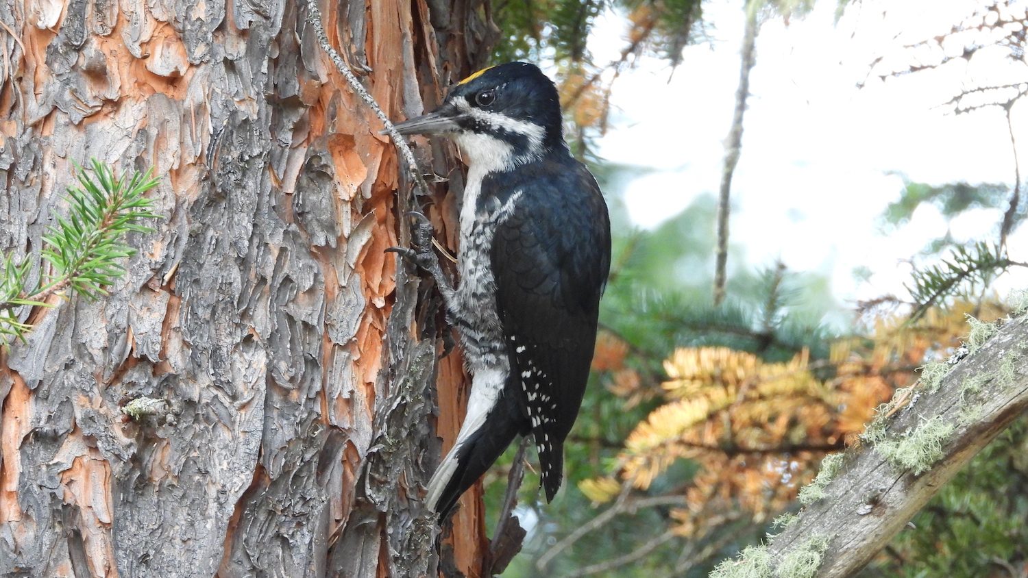A small, black-backed woodpecker with a yellow cap perched on the side of a pine.