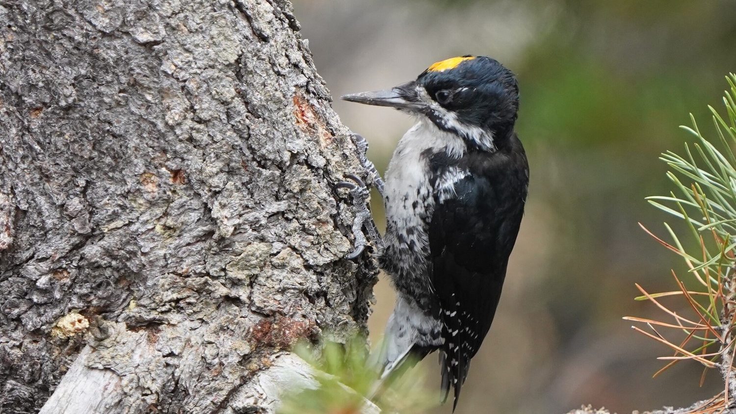 A small, black-backed woodpecker with a yellow cap perched on the side of a pine.