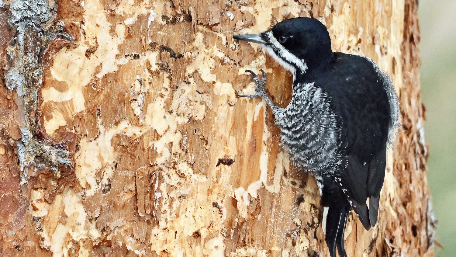 A small, black-backed woodpecker perched on the side of a pine. The bark is riddled with holes form the bird's forraging.