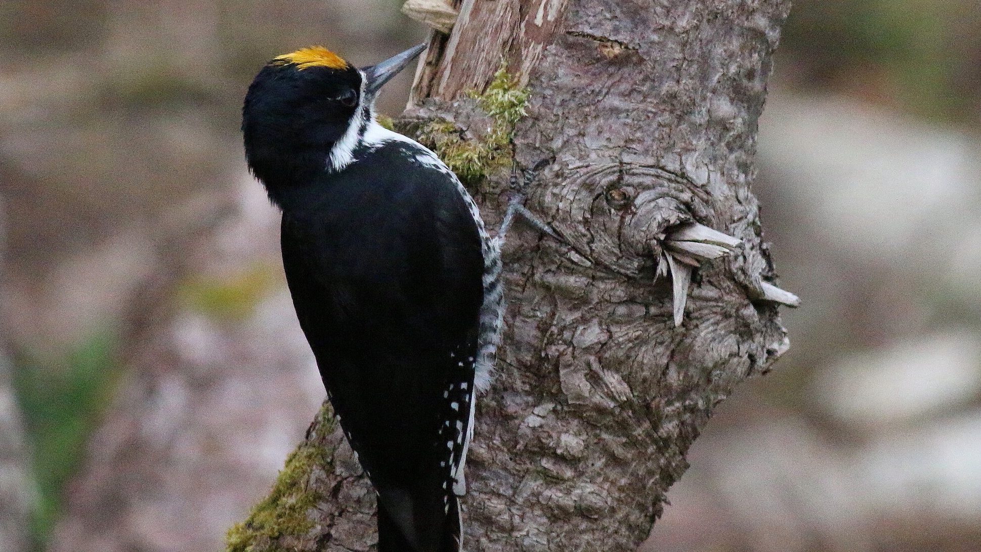 A small, black-backed woodpecker with a yellow cap perched on the side of a pine.