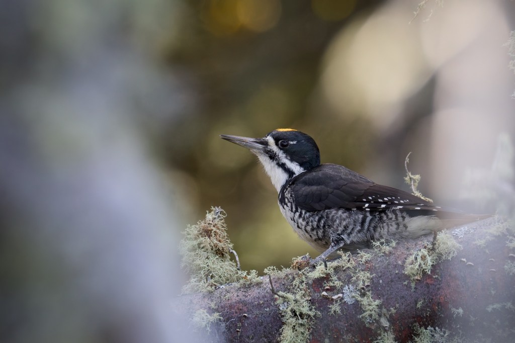 A small, black-backed woodpecker with a yellow cap perched on the side of a pine.