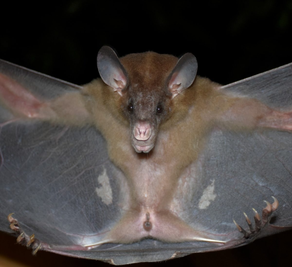 front view of a spectral bat with wings spread, ears and claws visible.