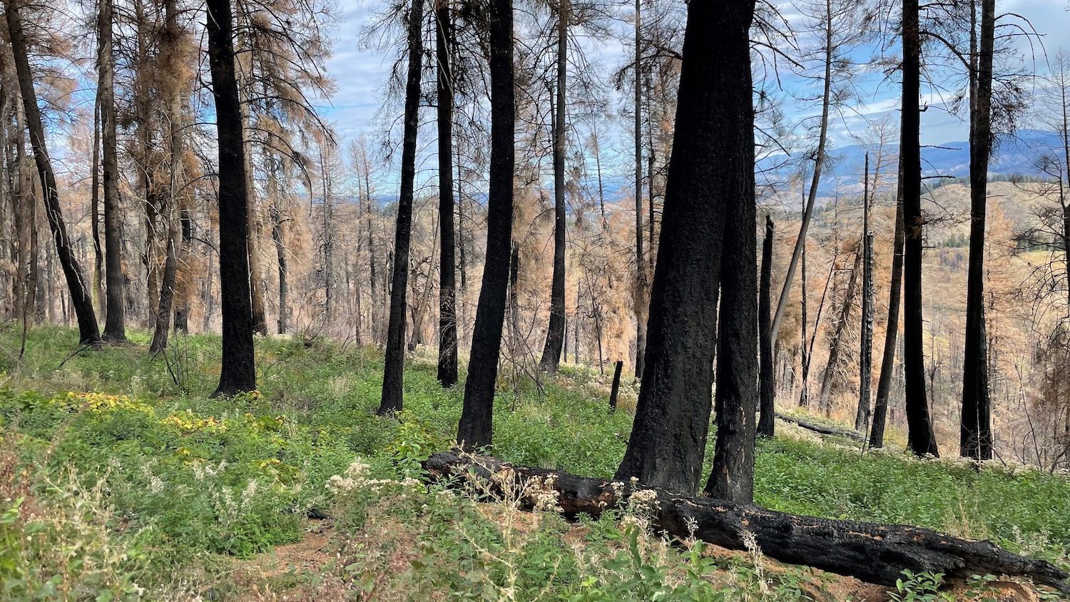 View of a forest showing burned pine trunks with green growth underneath.