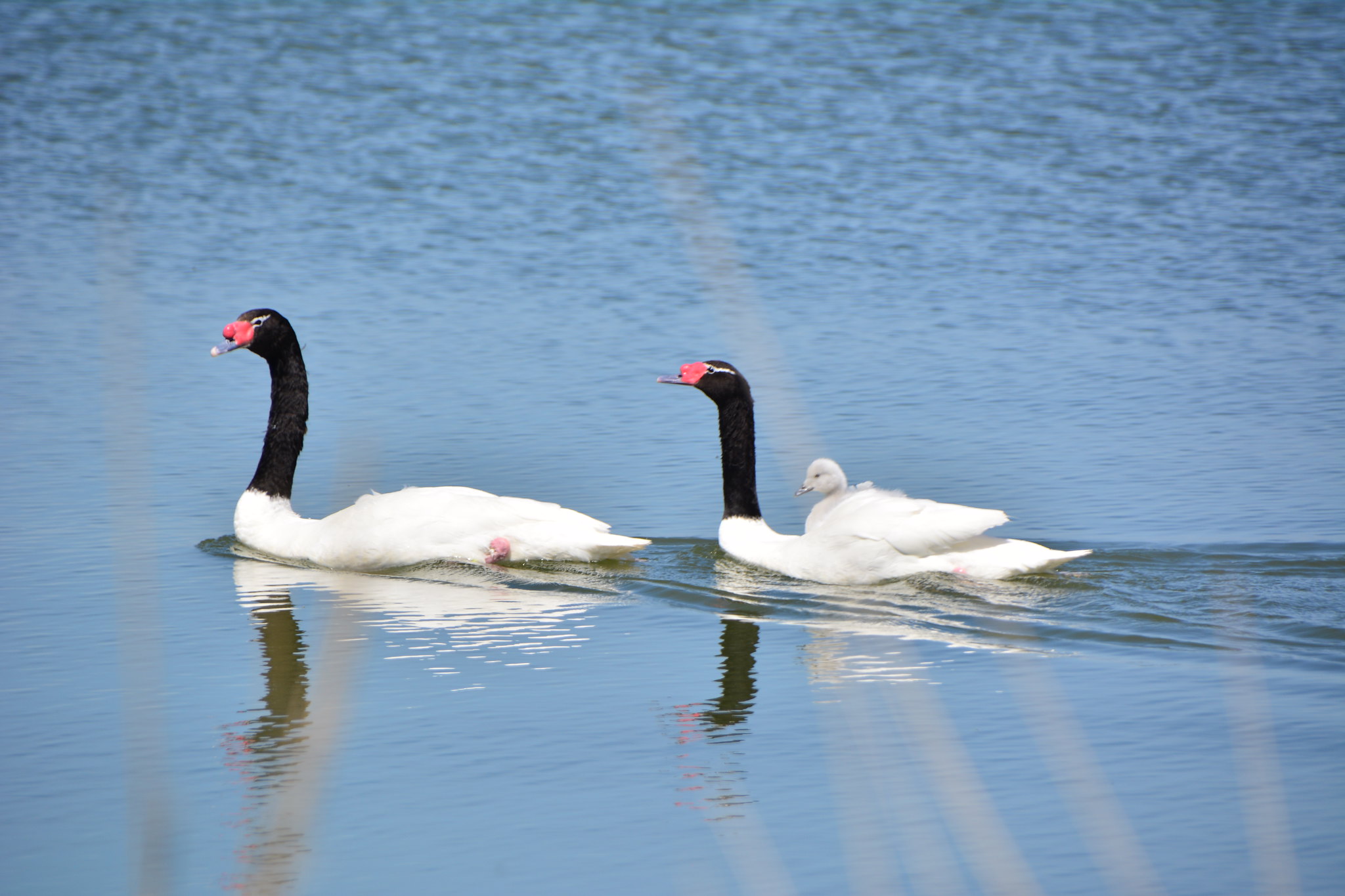 Two swans with black necks and white bodies swimming
