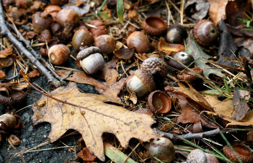 A cluster of acorns on the forest floor, next to an oak leaf .
