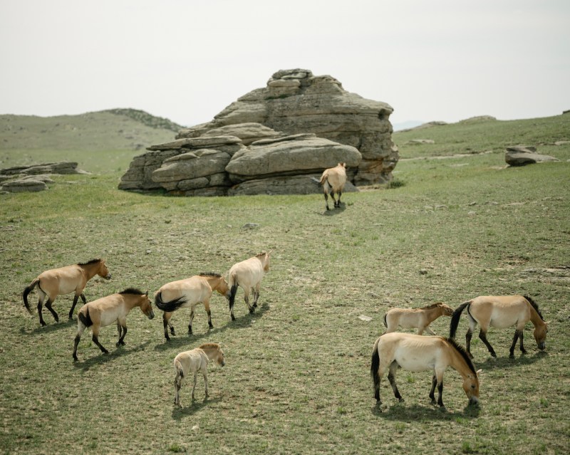 A herd of Przewalski horses graze in front of boulders.