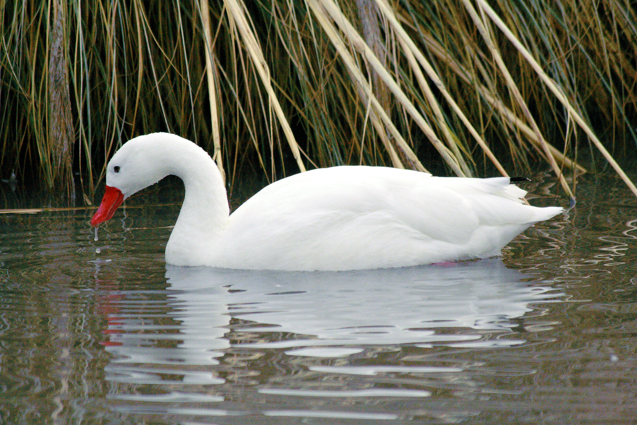 White swan with orange beak swimming near reeds