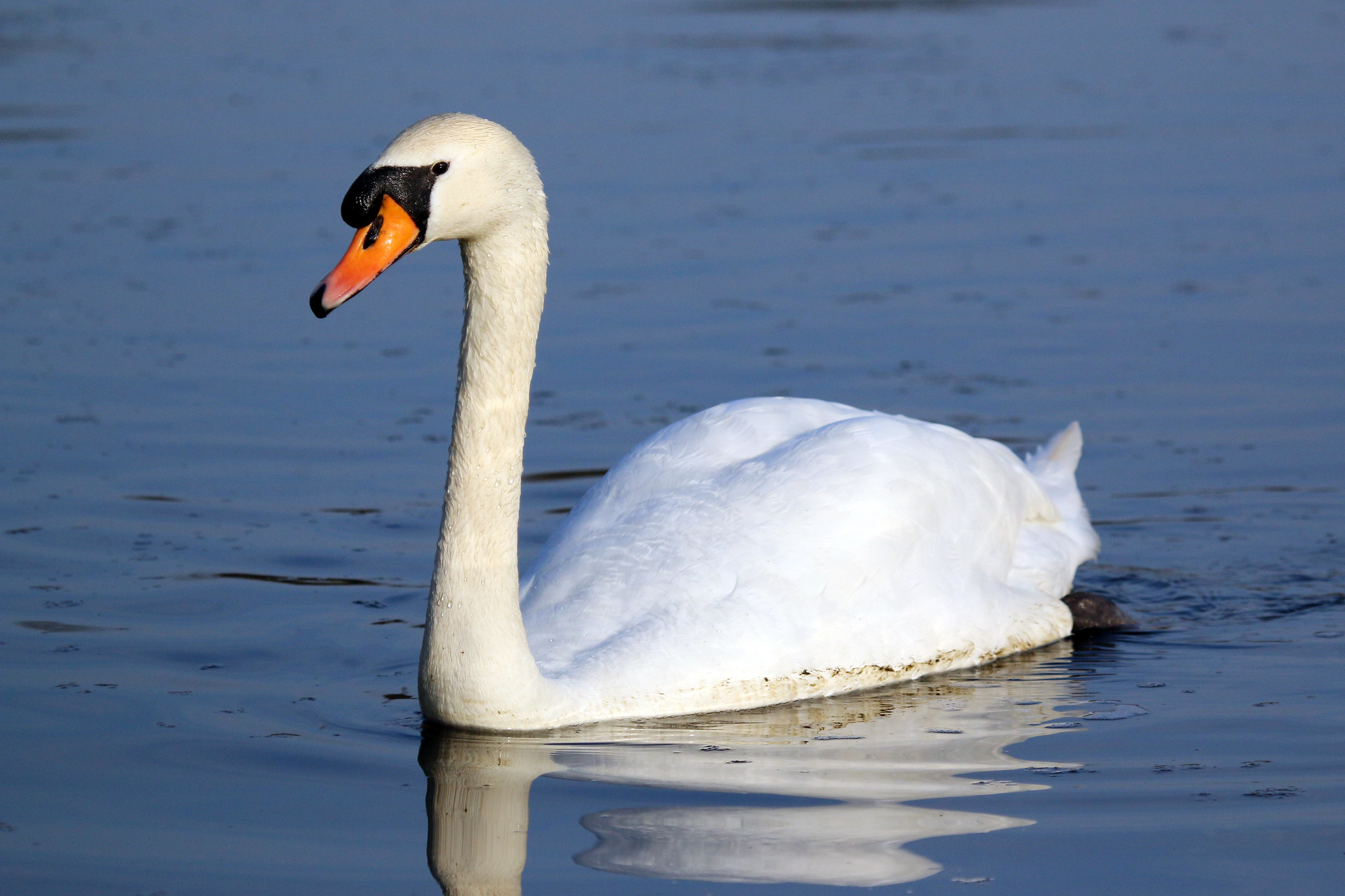 white swan with orange beak and black eyes swimming on a calm river