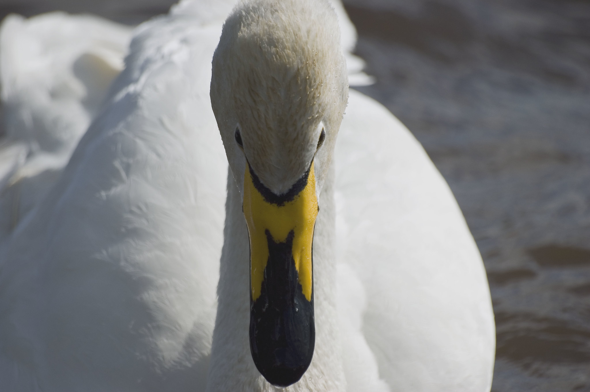 swan with yellow and black beak