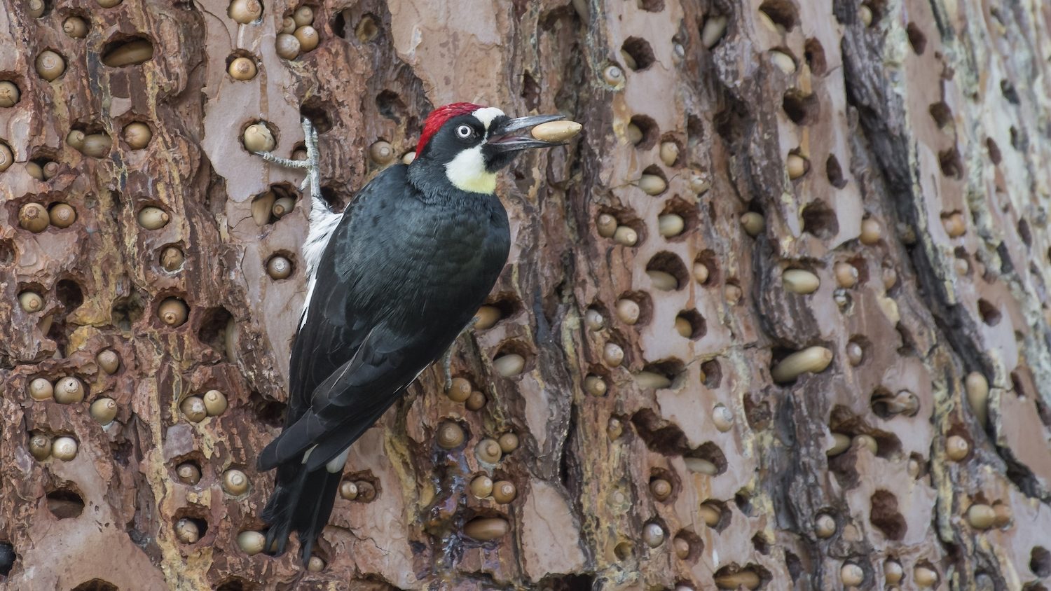 A woodpecker with a clown-like red and white face holds an acorn in it's beak