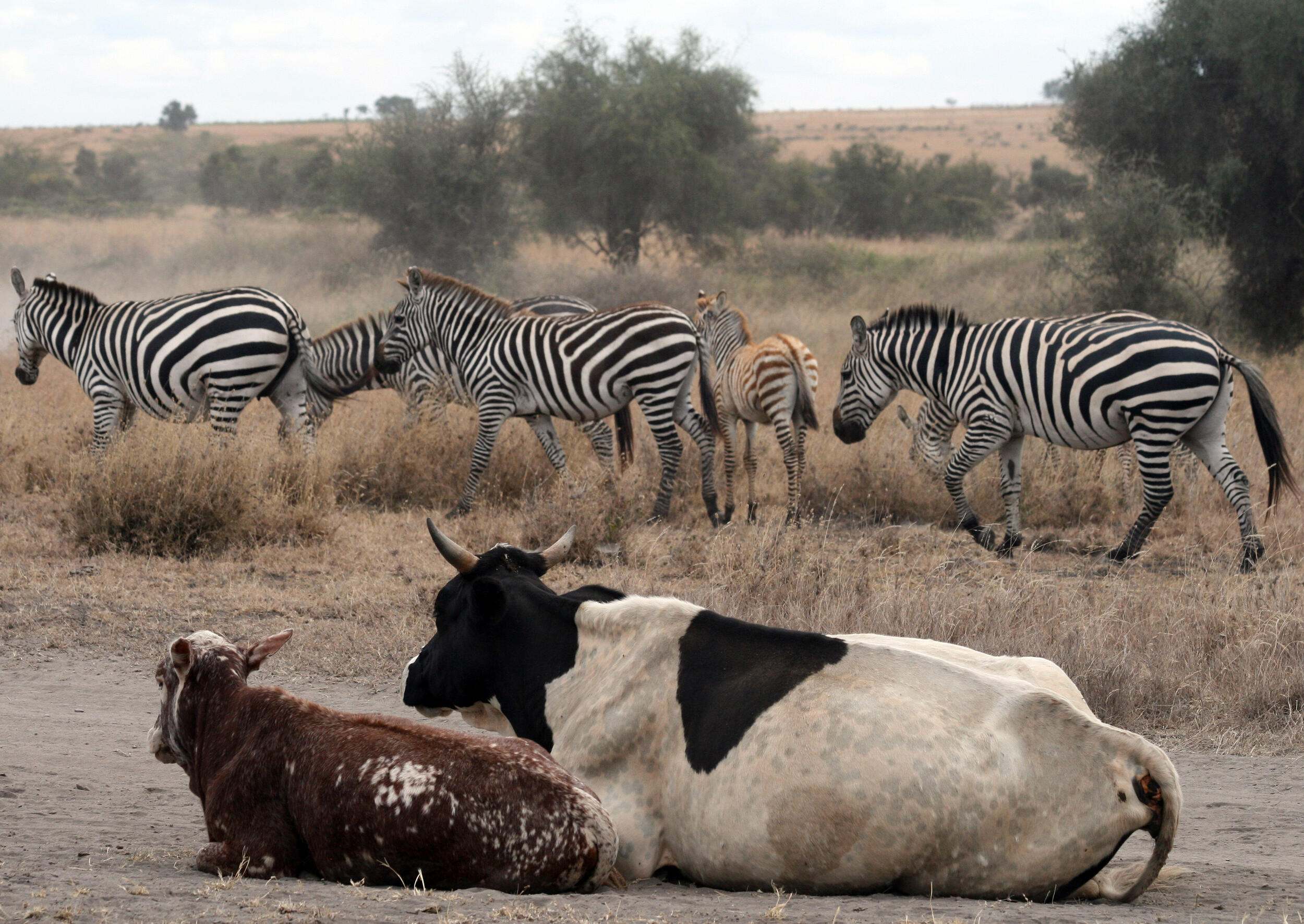 Image of cattle resting near a small group of zebra.