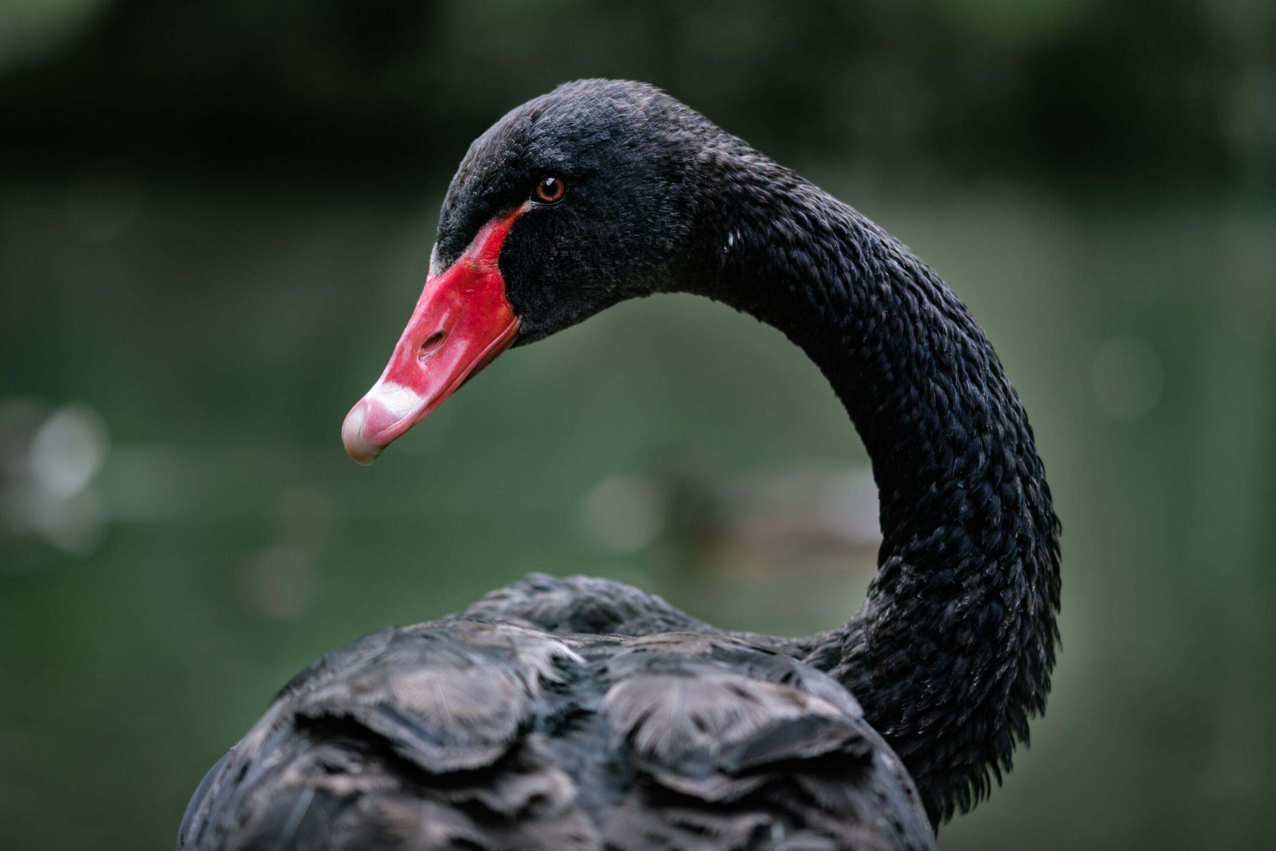 Black swan with reddish beak