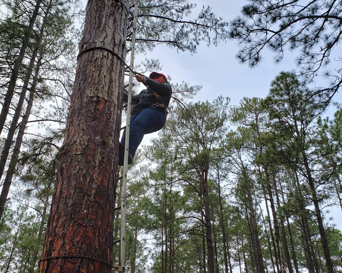 Woman using a temporare ladder to climb a pine tree.
