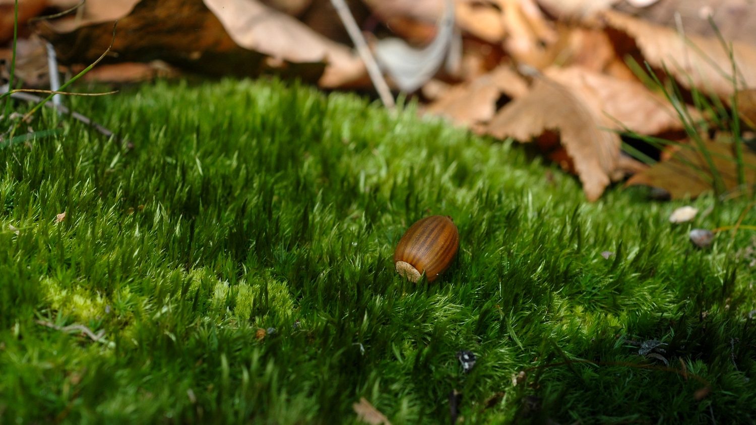 A single acorn on a bed of green moss.