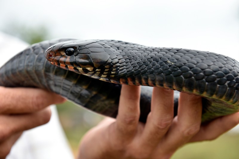 A person's hand holding a large black snake