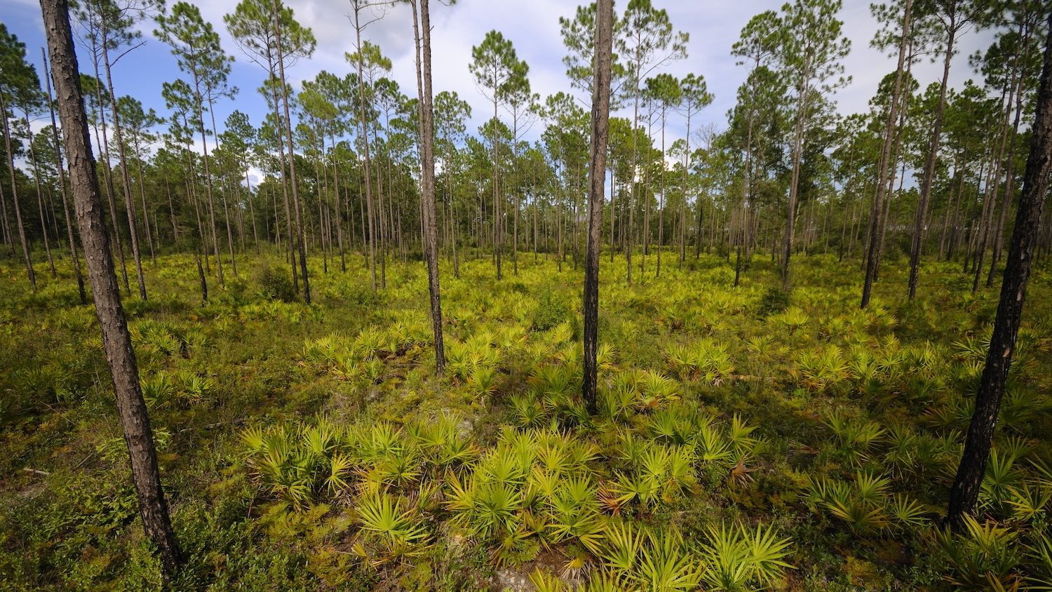 A view of a pine forest with a palmetto understory, shot from high in the trees. 
