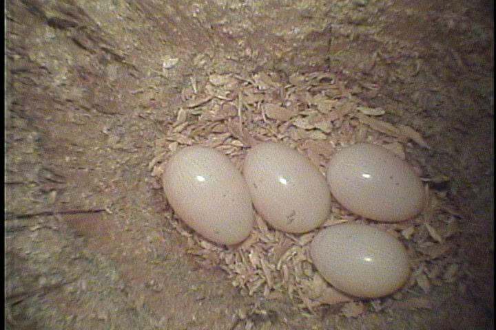 Four small white eggs