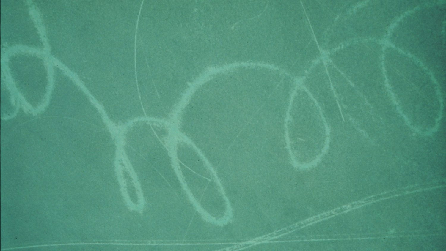 An aerial view of a seagrass bed from high above, showing spiral-shaped scars. 