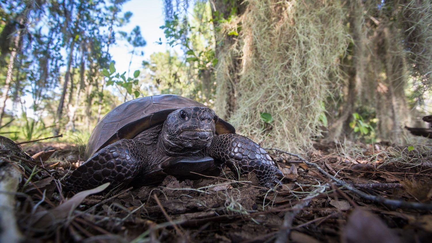 A close-up view of a tortoise, show close to the ground. 