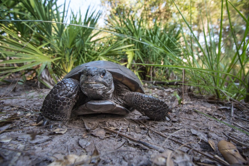 A close-up view of a tortoise walking towards the camera with palmettos in the background.