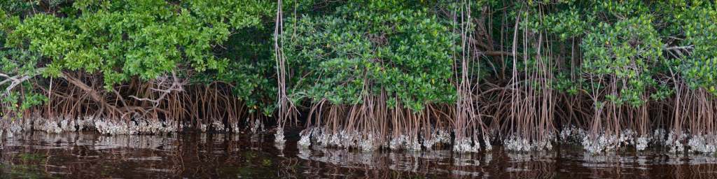mangrove forest with entwined trunks, roots and branches
