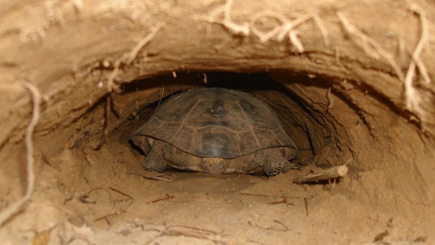 A view down a gopher tortoise burrow, with the back-end of a tortoise visible. 