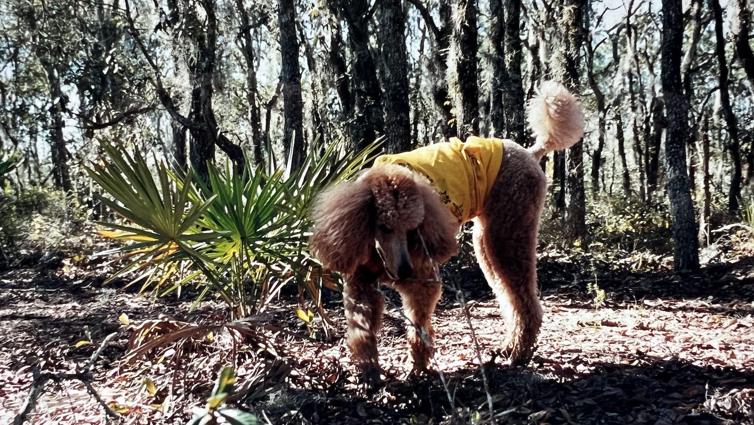 A red poodle sniffing the base of a palmetto.