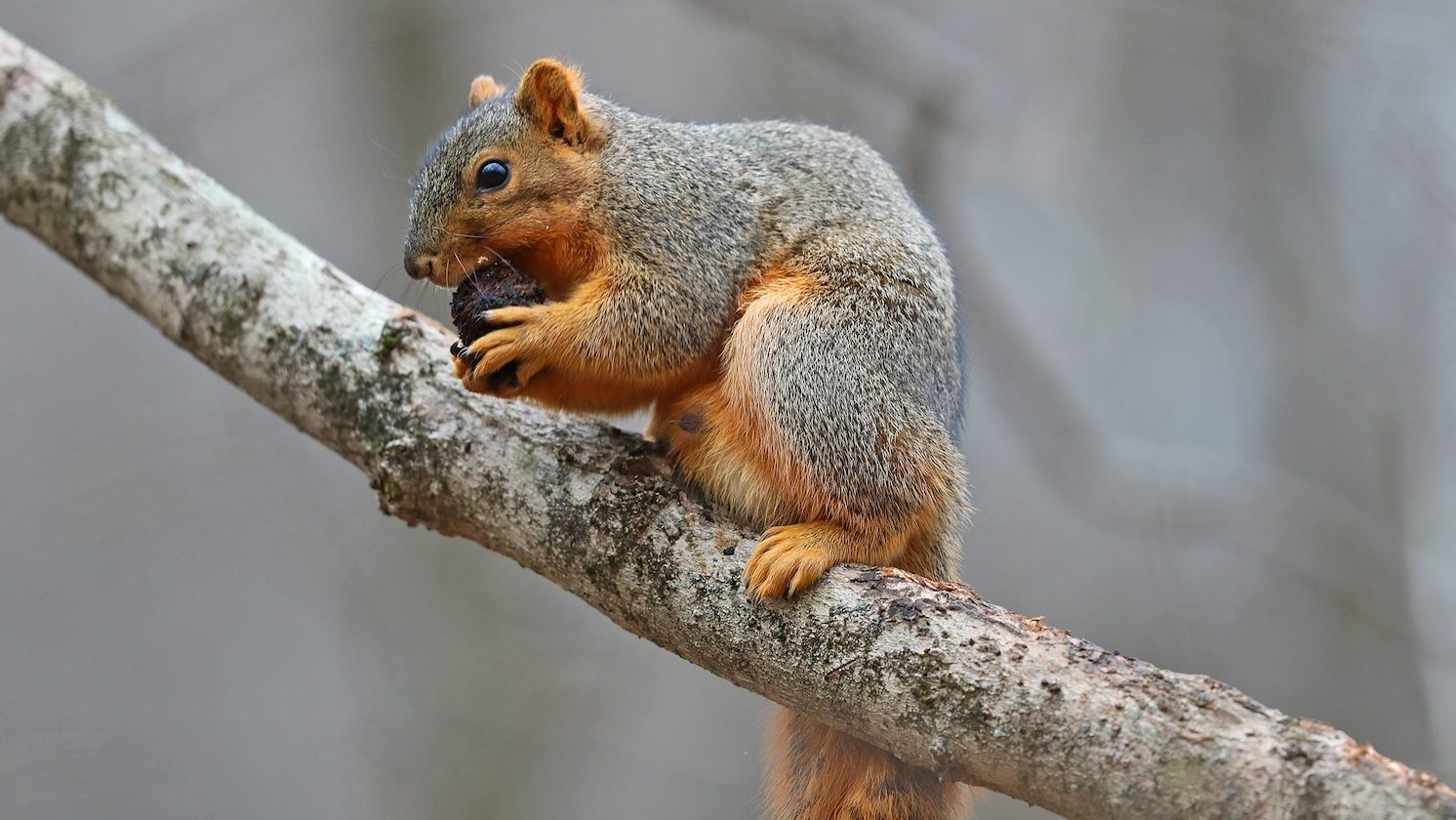 A squirrel perched on a diagonal branch holding an acorn to it's mouth.