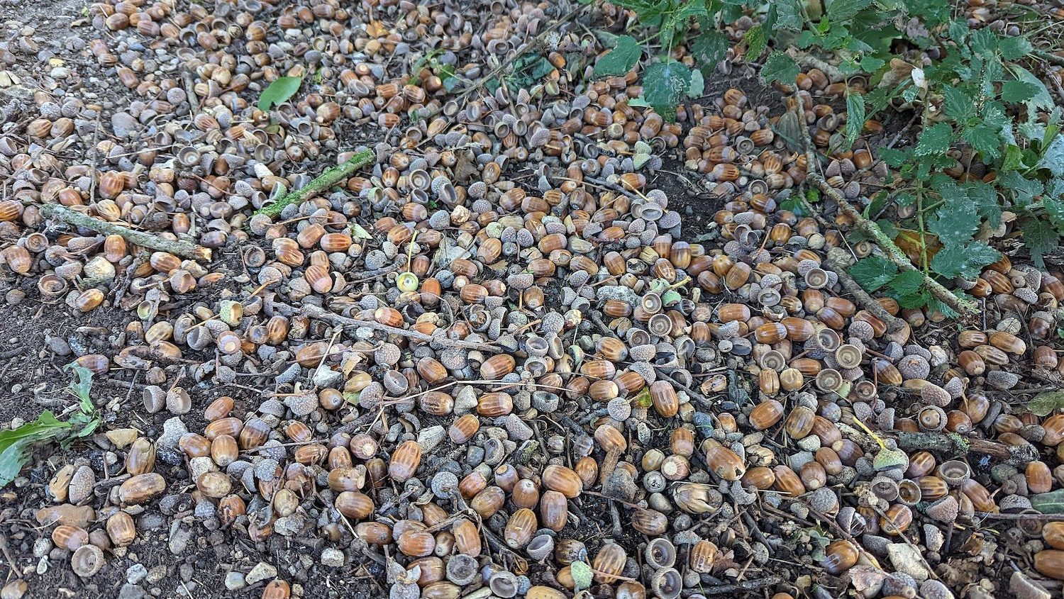 A large pile of acorns on the ground
