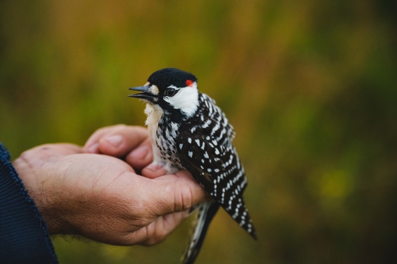 A small black and white woodpecker held in a human hand. 