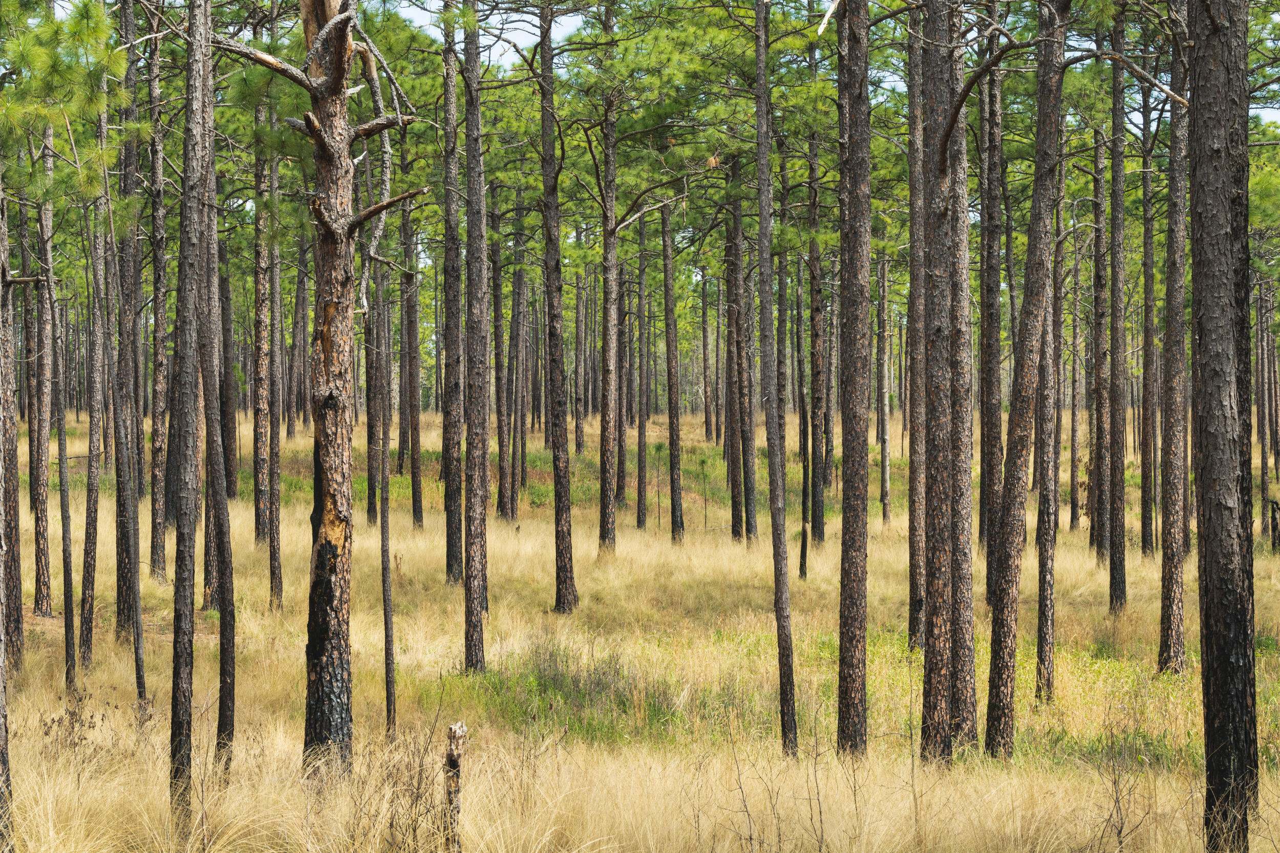 view of open forest land showing healthy pine trees and wine grass