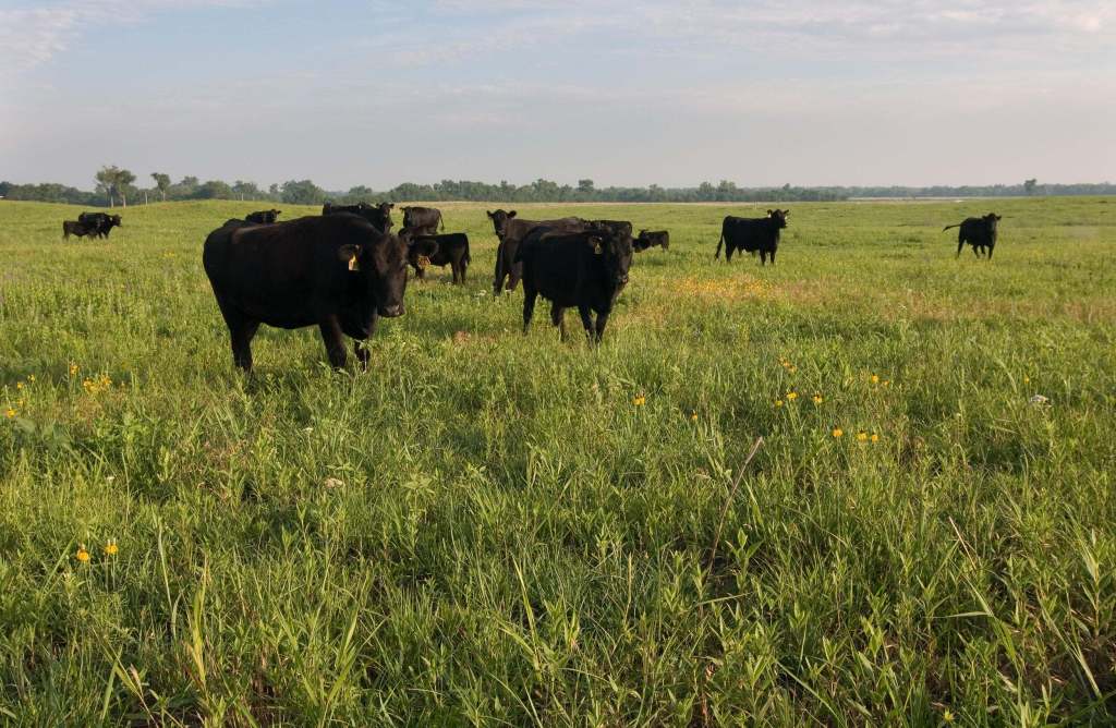 Black cows with ear tags grazing a green grassland under a wide blue sky