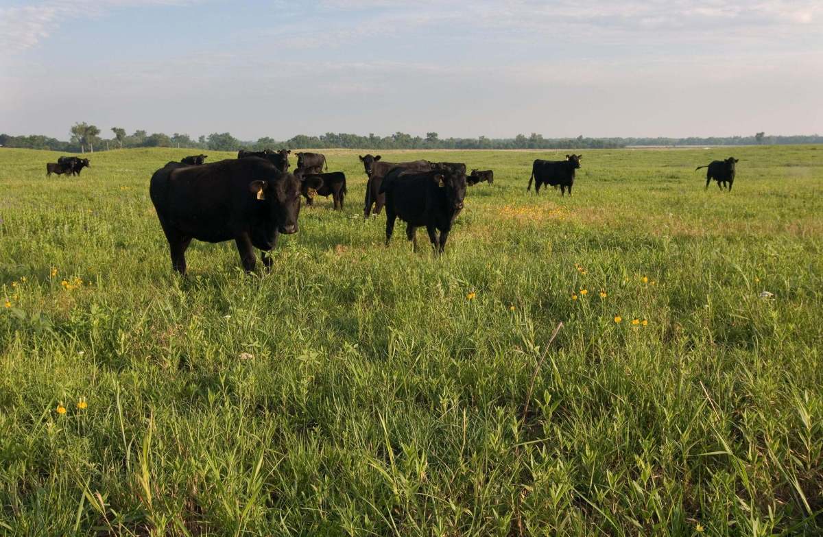 Black cows with ear tags grazing a green grassland under a wide blue sky