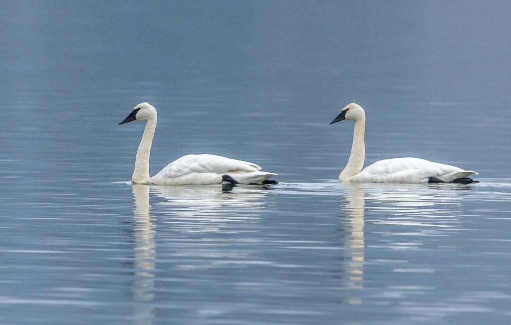 Two white trumpeter swans swimming on calm water.