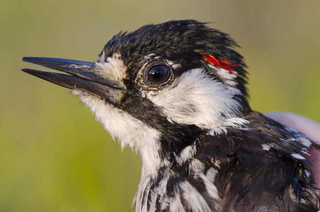 small black and white bird with a small stripe of red feathers on its head