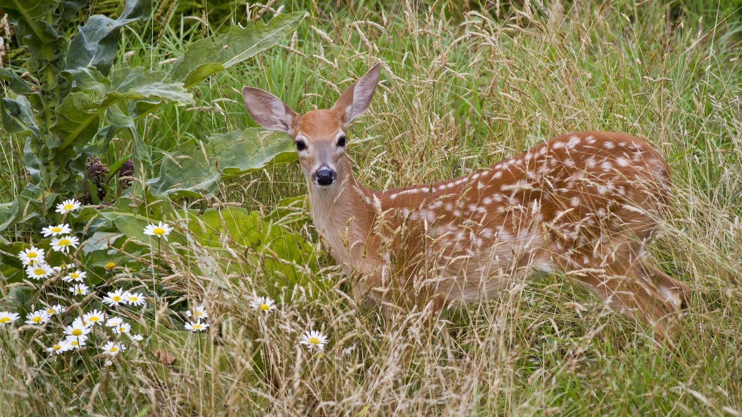 A young deer, with white spots on it's back, in tall grass.