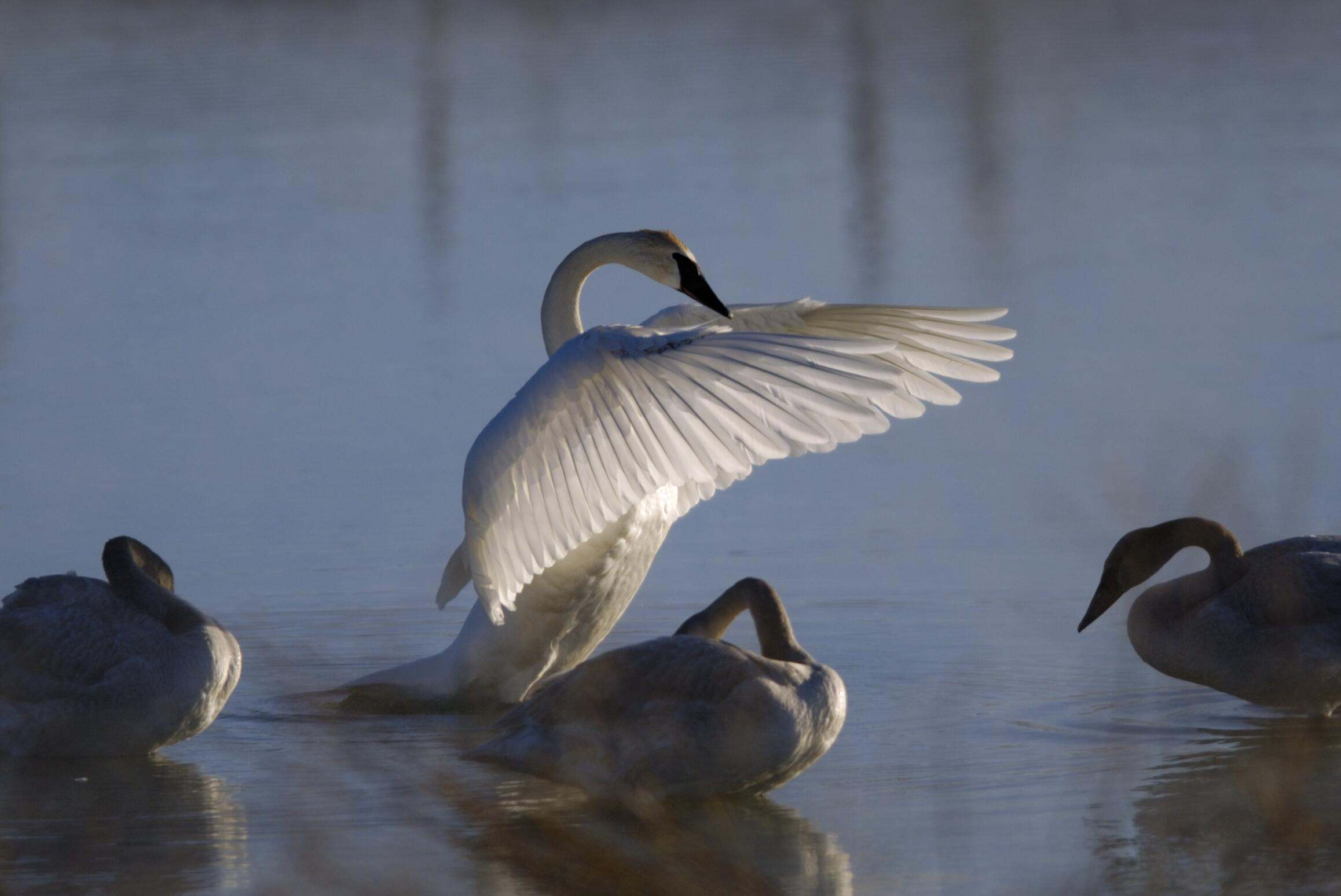 swan with white wings spreading its wings