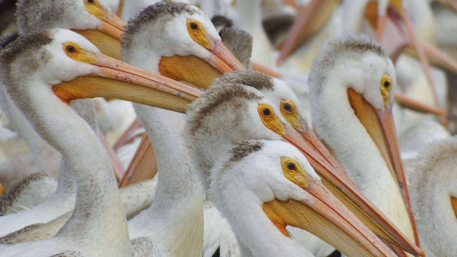 A very tight view of a group of pelicans huddled closely together. 